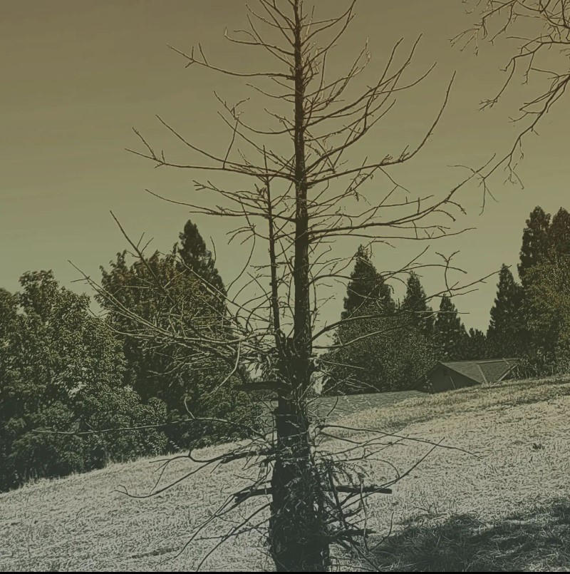Fading Tree Faded Tree by 11jht on DeviantArt