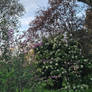 Garden by a creek