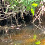 Plant reflection in a creek