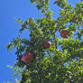Pomegranites high up