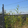 Corn Stalks guarded by a fence