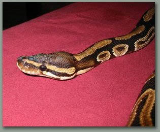Ball Python 2 - poisonous by petsrus on DeviantArt