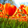 Keukenhof, Heaven of Tulips