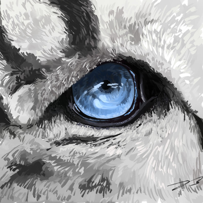 Snow Leopard Eye by Diploid7 on DeviantArt