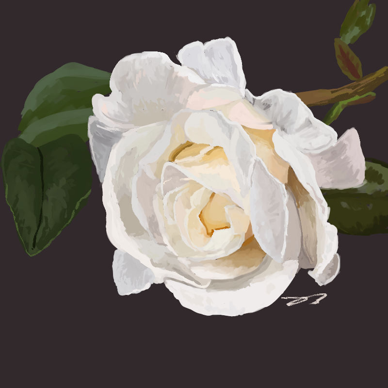 White Rose by Diploid7 on DeviantArt