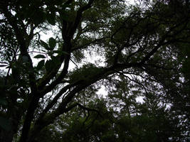 Sky Through Trees