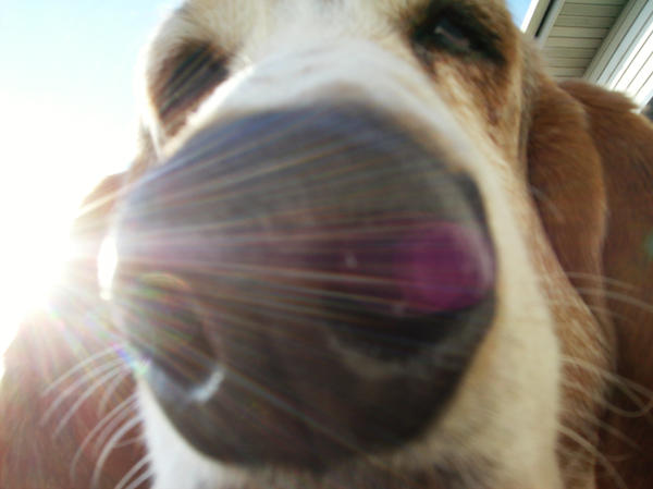 basset hound close up