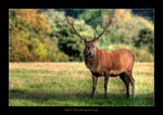 Red Deer Stag by Velvet--Glove