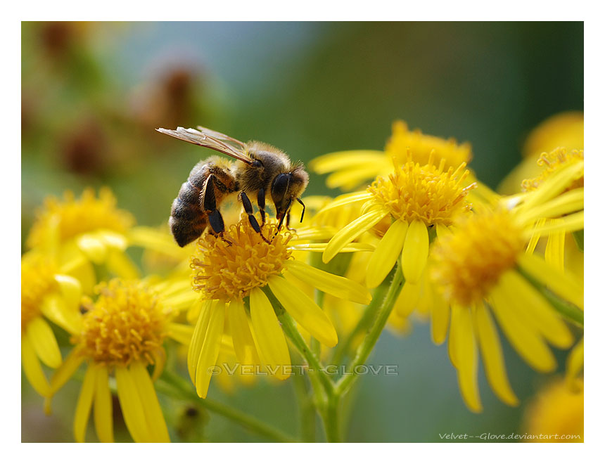 Busy Bee