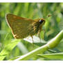 Large Skipper