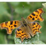 Comma