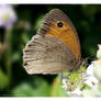 Meadow Brown