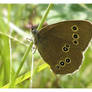 Ringlet