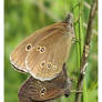 Mating Ringlets