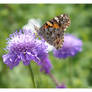 Painted Lady on Scabious