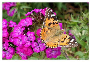 Showing Her True Colours