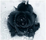 Black Rose by Galilea