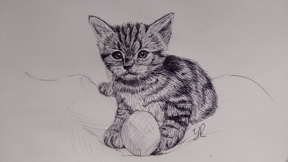 Cat pen drawing