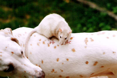 DOOM the rat with Hapa the dog