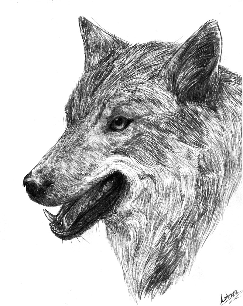 Wolf