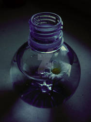 flower in the bottle