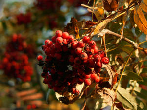 Autumn's rowan berry