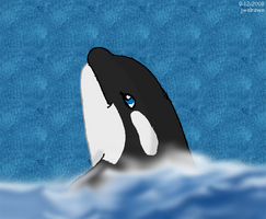 Orca or Killer Whale