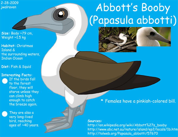 Abbott's Booby Info