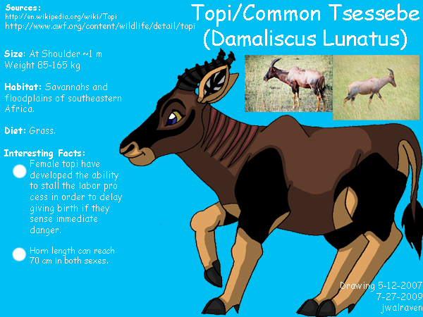 Topi Or Common Tsessebe Info By Jwalsshop On Deviantart Topi Or Common Tsessebe Info By Jwalsshop On Deviantart