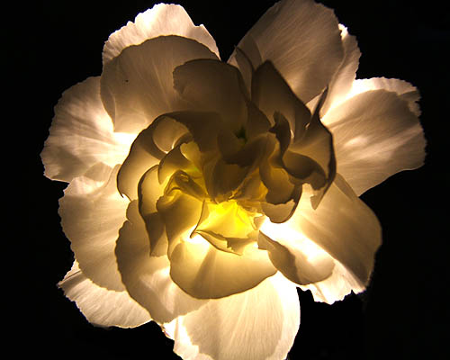 Illuminated White Carnation