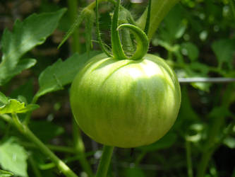 Baby Tomato