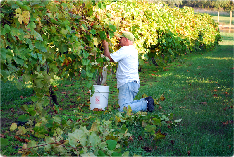Louie doing the grape harvest