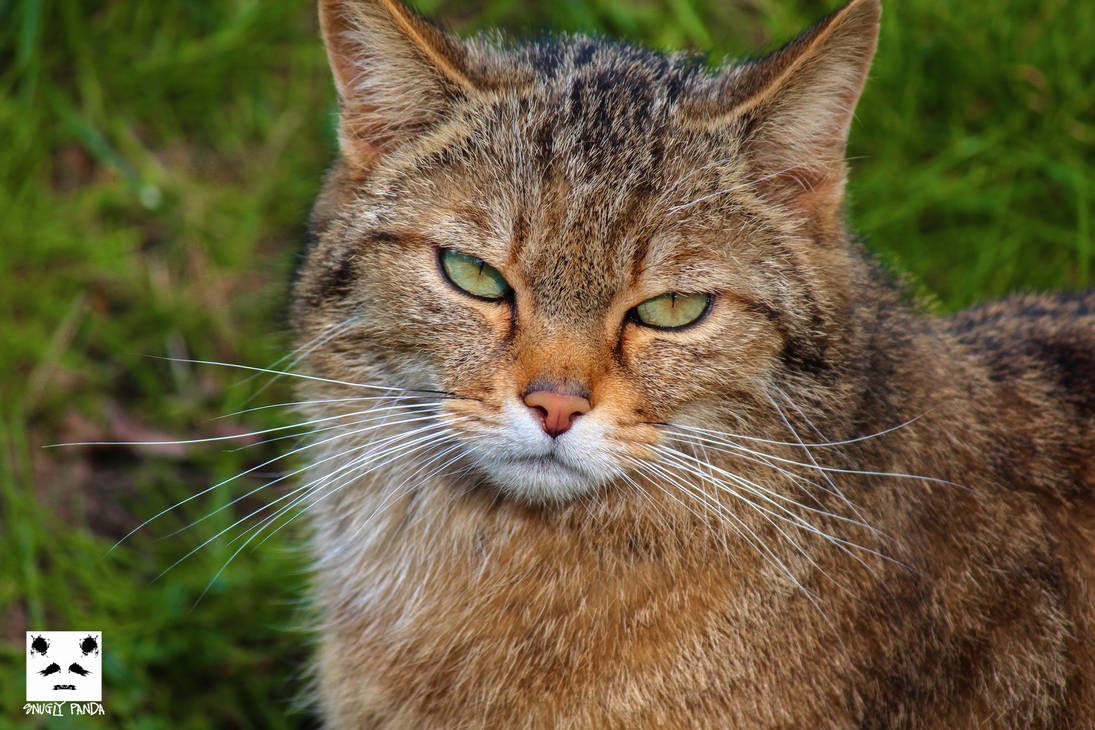 wildcat Portrait by snuglyPanda