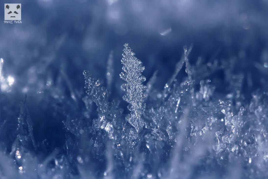 A Macro-Study in Snow