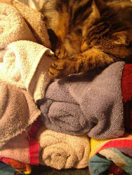 Asleep in the laundry