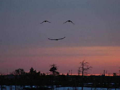 Smiling Geese