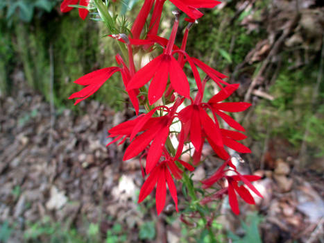 Cardinal flower