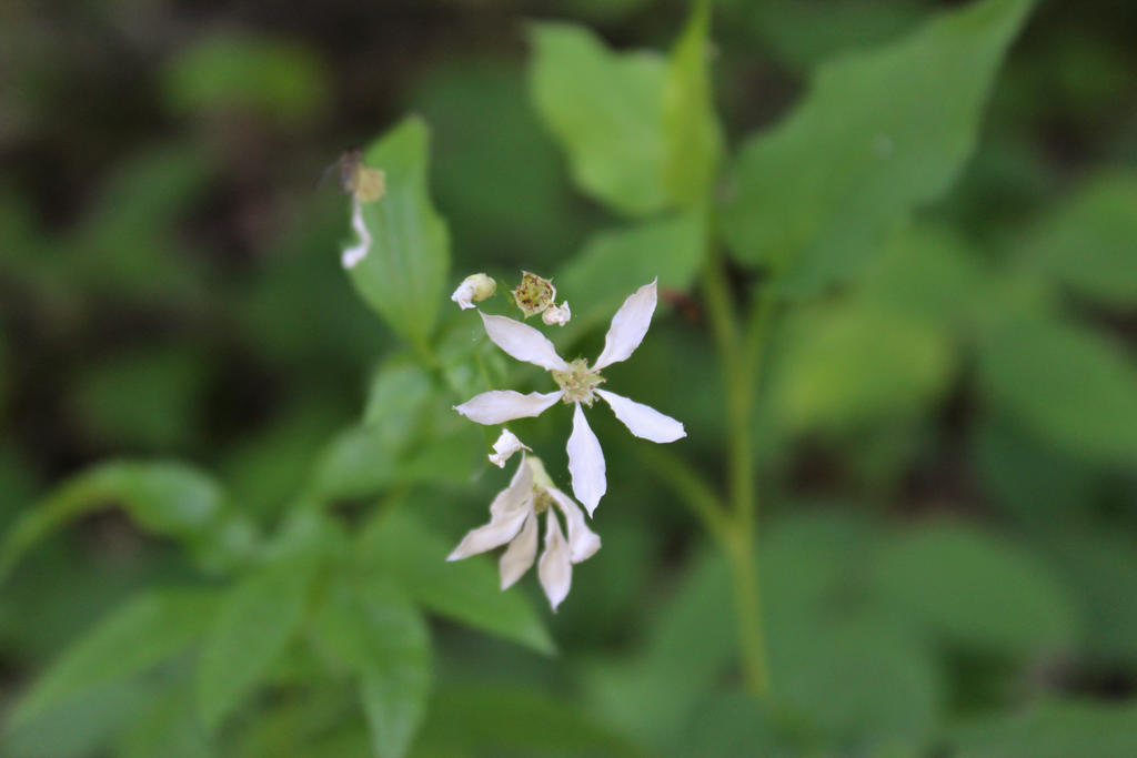 Bowman's Root by botanicus-fireside on DeviantArt