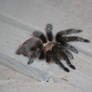 Texas Brown Tarantula