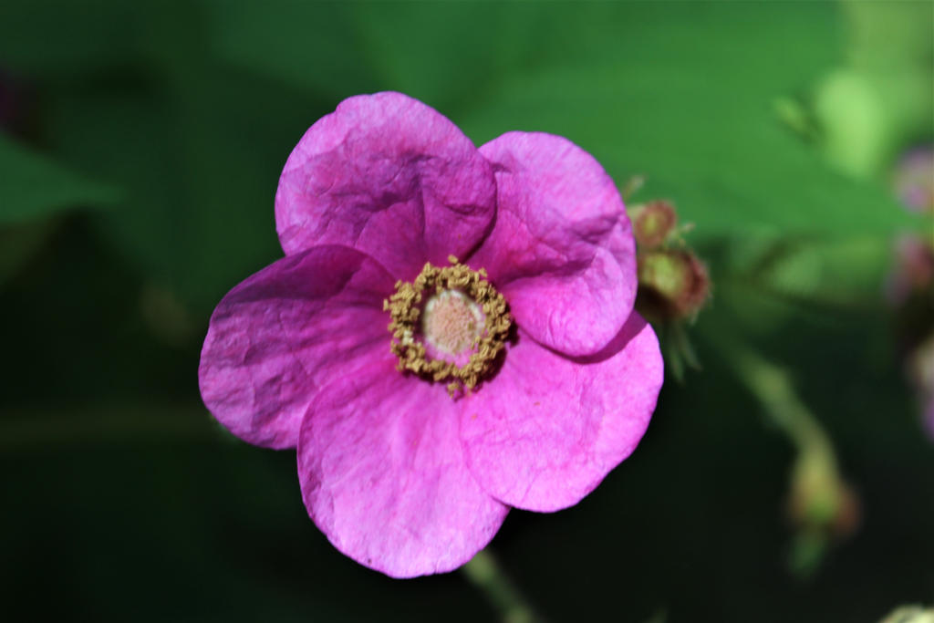 Purple Flowering Raspberry by botanicus-fireside on DeviantArt