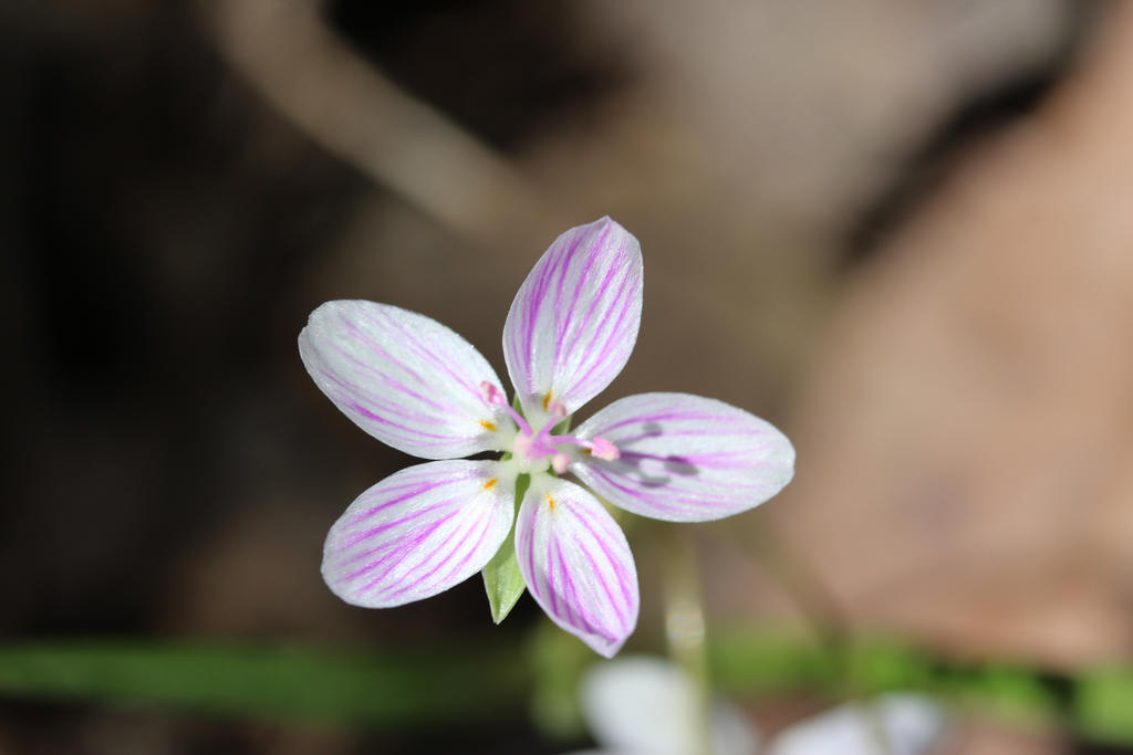 Virginia Spring Beauty by botanicus-fireside on DeviantArt