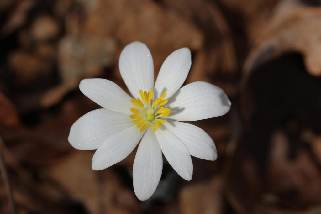 Bloodroot by botanicus-fireside on DeviantArt