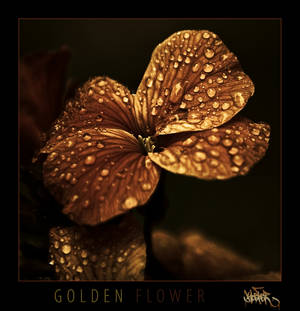 golden flower