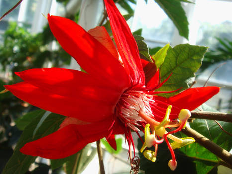 Red Passion Flower