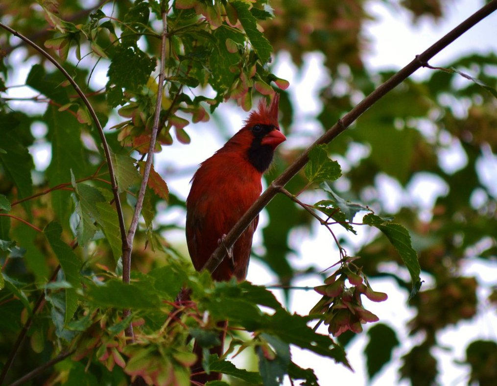 Cardinal Maple Cardinal in the Japanese maple by Reality-Twister on DeviantArt