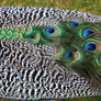 Peacock Feather texture