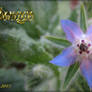 Borage