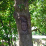 Pictures of Children Trapped in Trees!!  (03)