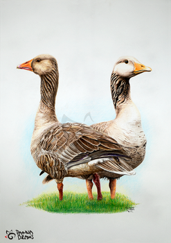 Two Geese