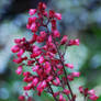 Pink Flowers